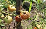 هشدار به گلخانه‌داران درباره سه ویروس قرنطینه‌ای گوجه‌فرنگی