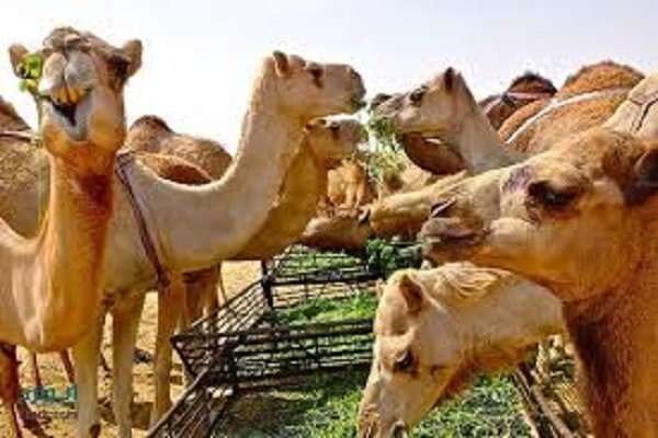 پرورش ۶۵۰ نفر شتر در دشت عباس دهلران / طرحی علمی برای دامداری پایدار و اشتغال بومی