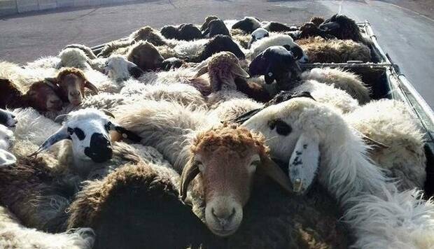 تمامی کشتارگاه‌های صنعتی استان در عید قربان فعال خواهند بود