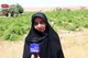 توسعه باغات؛ گامی راهبردی برای اشتغال و معیشت مردم است + فیلم